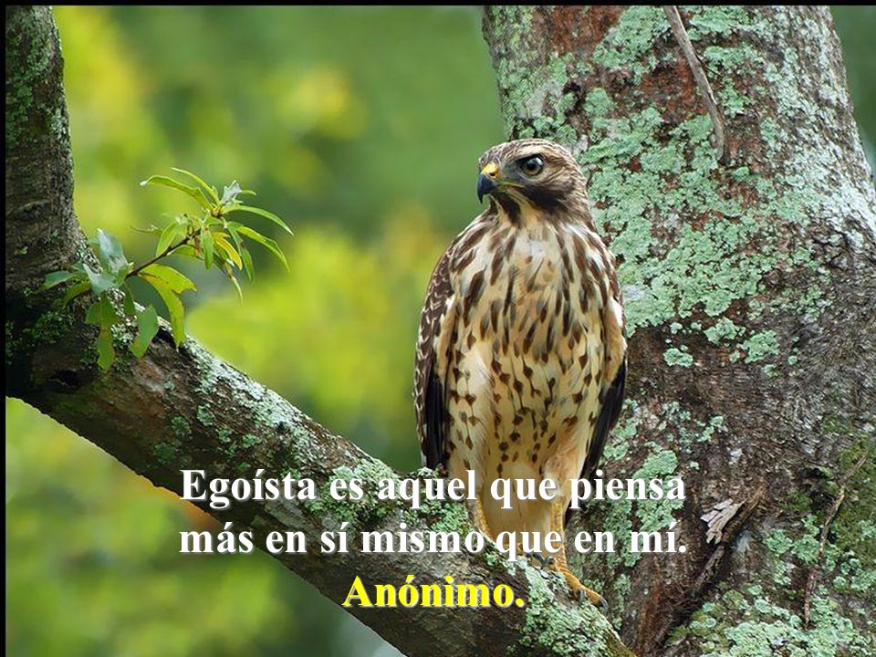 Egoísta es aquel que piensa más en sí mismo que en mí.