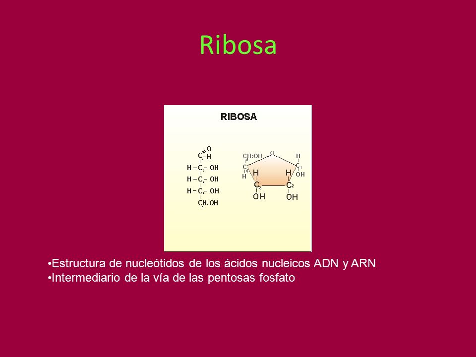 Ribosa Estructura de nucleótidos de los ácidos nucleicos ADN y ARN