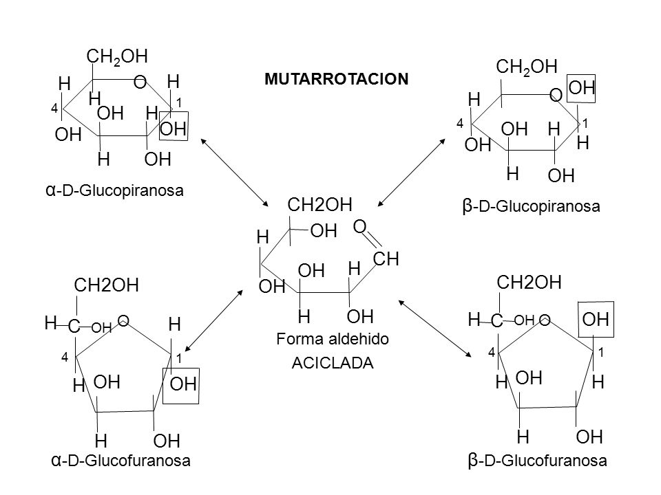 O OH H CH2OH H OH CH2OH O H CH2OH OH CH O α-D-Glucopiranosa
