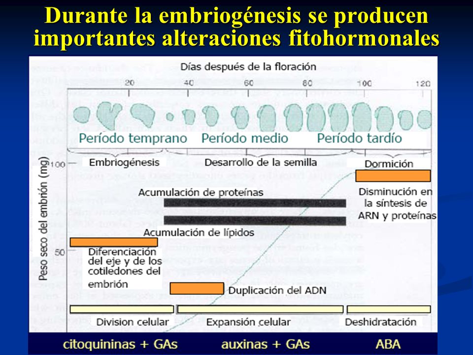 Durante la embriogénesis se producen importantes alteraciones fitohormonales