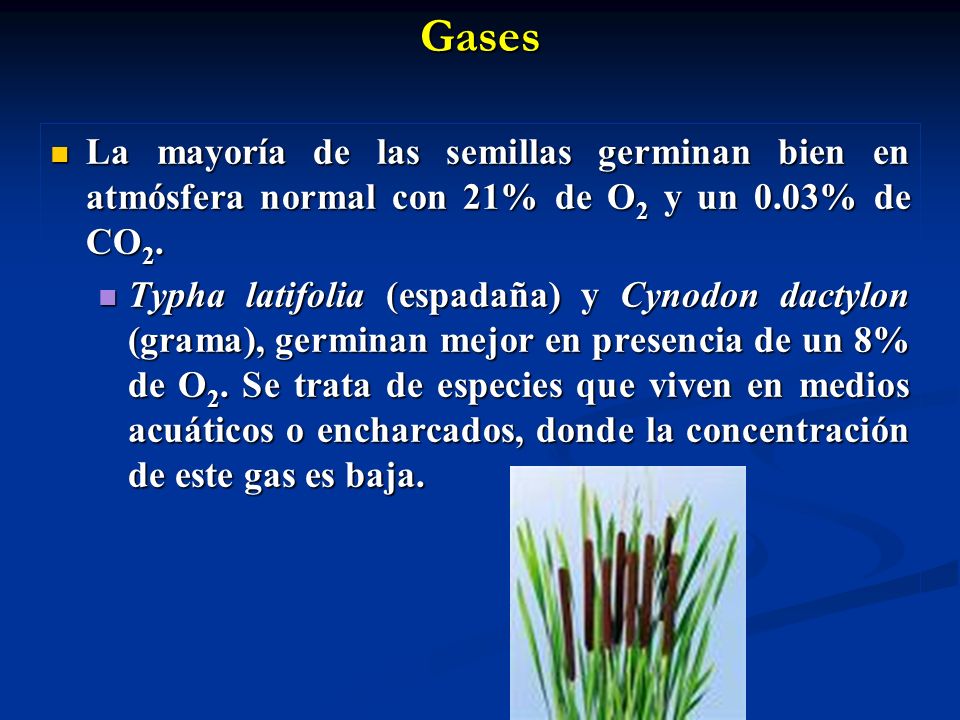 Gases La mayoría de las semillas germinan bien en atmósfera normal con 21% de O2 y un 0.03% de CO2.