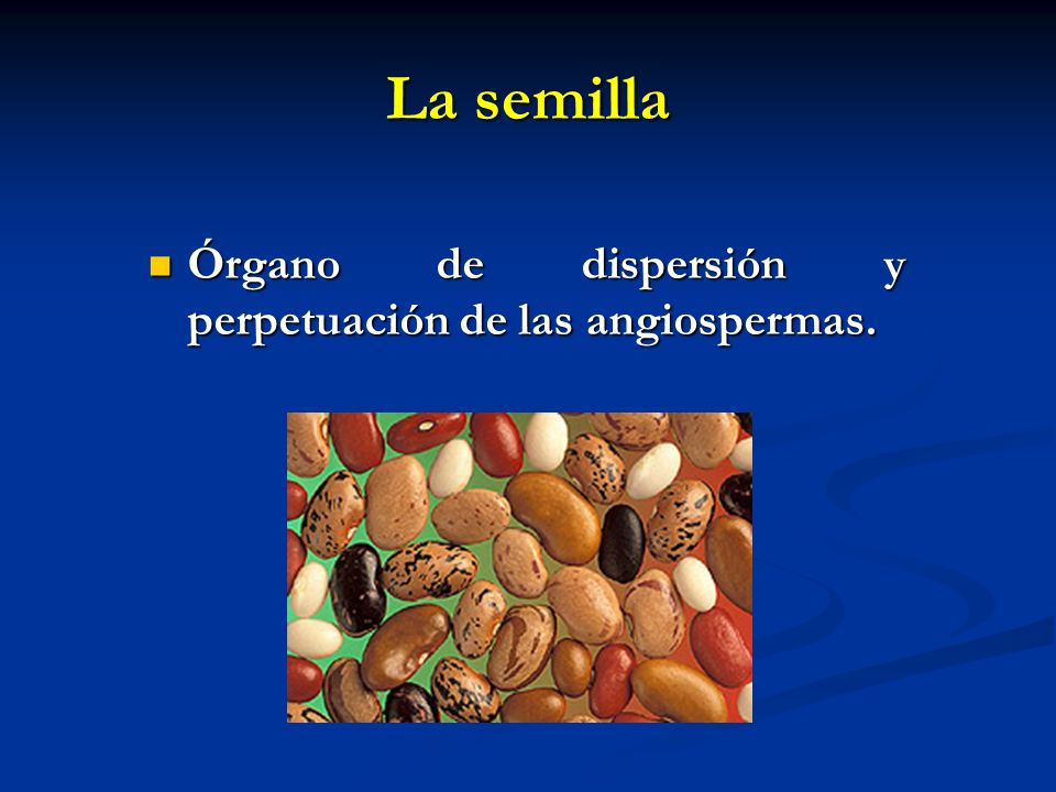 La semilla Órgano de dispersión y perpetuación de las angiospermas.