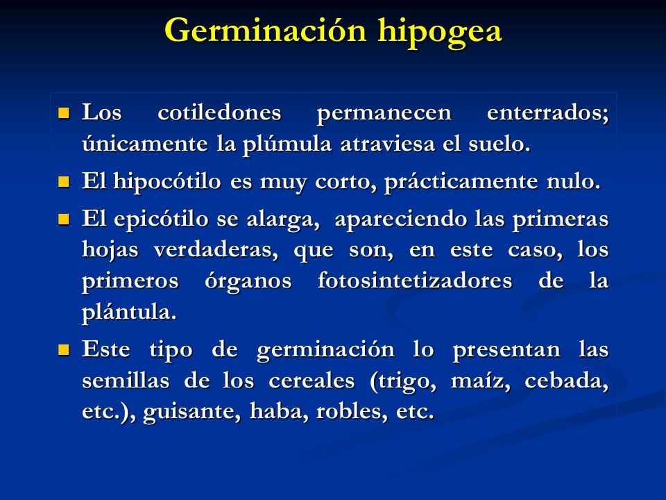 Germinación hipogea Los cotiledones permanecen enterrados; únicamente la plúmula atraviesa el suelo.