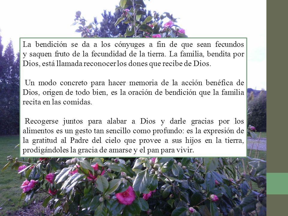 La bendición se da a los cónyuges a fin de que sean fecundos y saquen fruto de la fecundidad de la tierra. La familia, bendita por Dios, está llamada reconocer los dones que recibe de Dios.