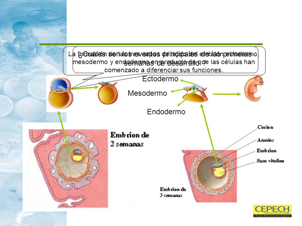 La formación de las tres capas de tejido del embrión ectodermo, mesodermo y endodermo en producto de que las células han comenzado a diferenciar sus funciones.