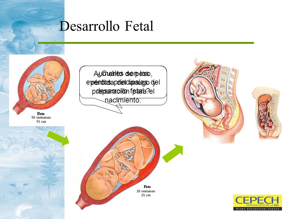 Desarrollo Fetal Aumento de peso, pérdida del lanugo y preparación para el nacimiento.