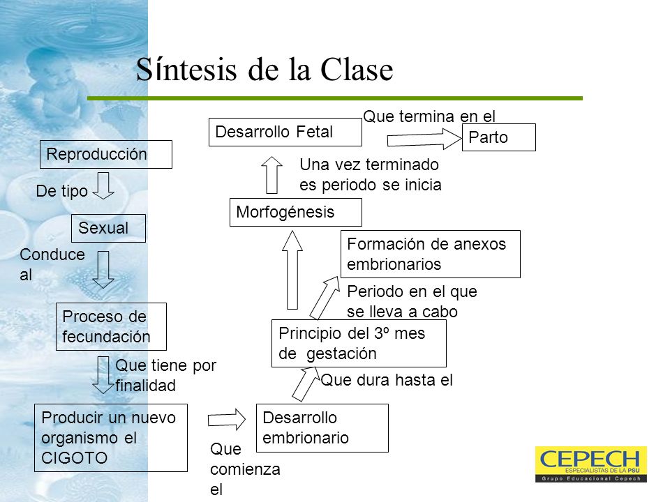 Síntesis de la Clase Que termina en el Desarrollo Fetal Parto