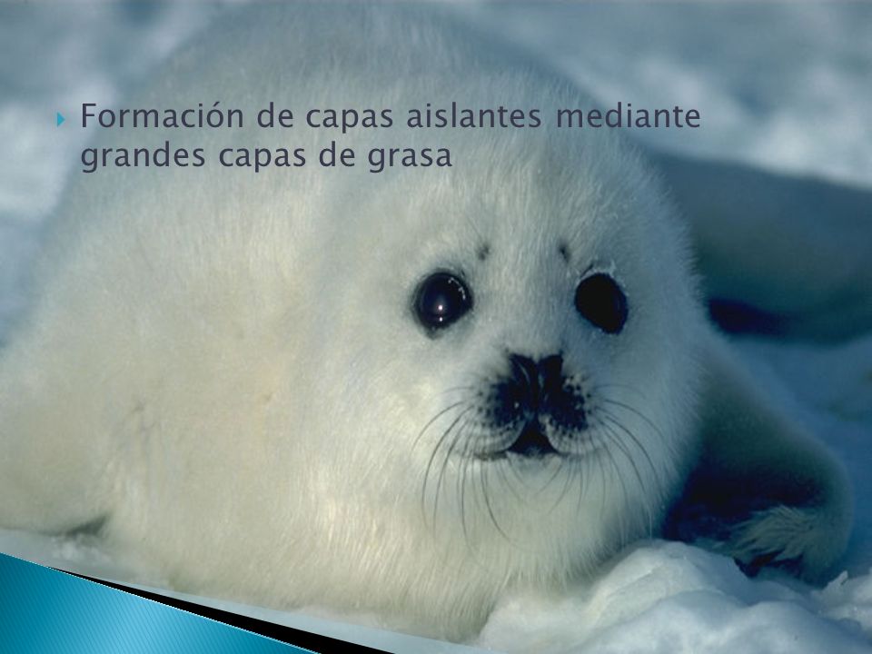 Formación de capas aislantes mediante grandes capas de grasa