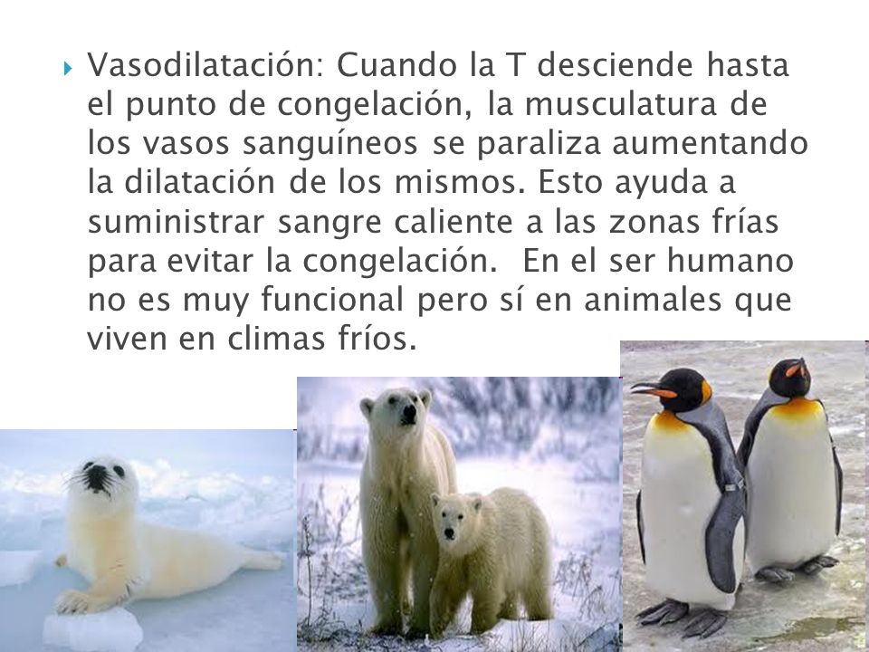 Vasodilatación: Cuando la T desciende hasta el punto de congelación, la musculatura de los vasos sanguíneos se paraliza aumentando la dilatación de los mismos.