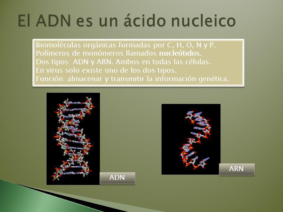 El ADN es un ácido nucleico