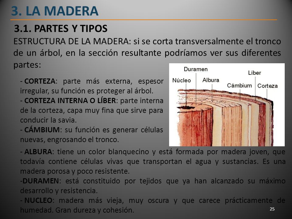 3. LA MADERA 3.1. PARTES Y TIPOS