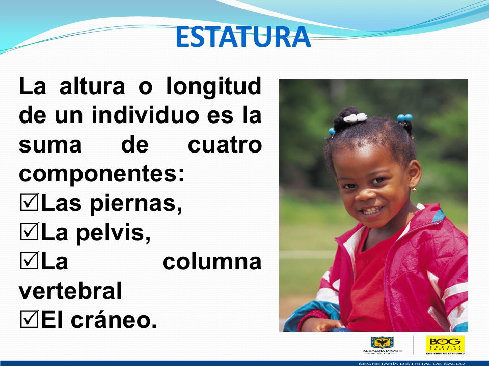 ESTATURA La altura o longitud de un individuo es la suma de cuatro componentes: Las piernas, La pelvis,