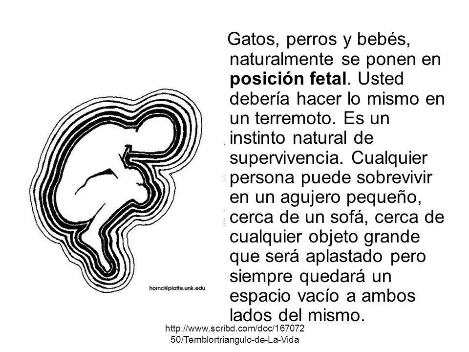 Gatos, perros y bebés, naturalmente se ponen en posición fetal