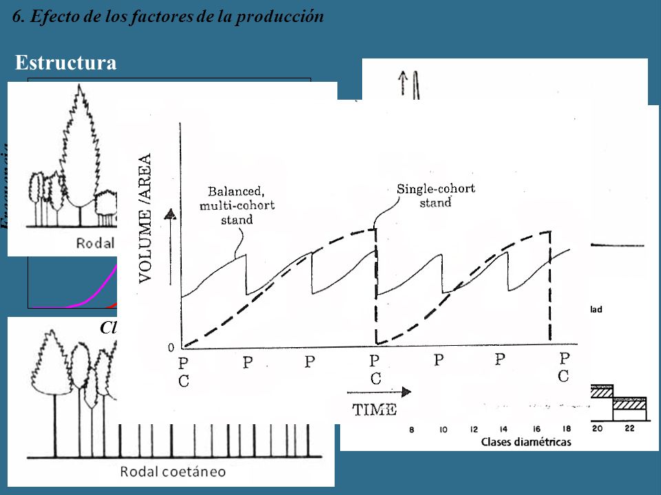 Estructura 6. Efecto de los factores de la producción Frecuencia