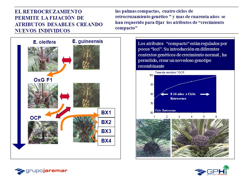 EL RETROCRUZAMIENTO PERMITE LA FIJACIÓN DE ATRIBUTOS DESABLES CREANDO NUEVOS INDIVIDUOS
