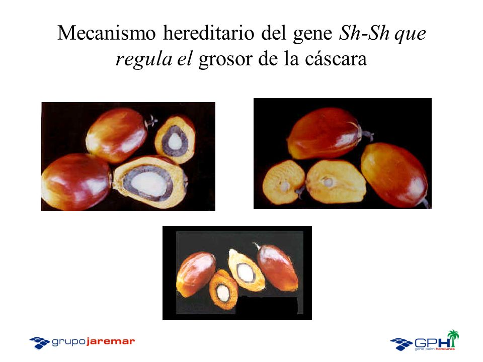Mecanismo hereditario del gene Sh-Sh que regula el grosor de la cáscara