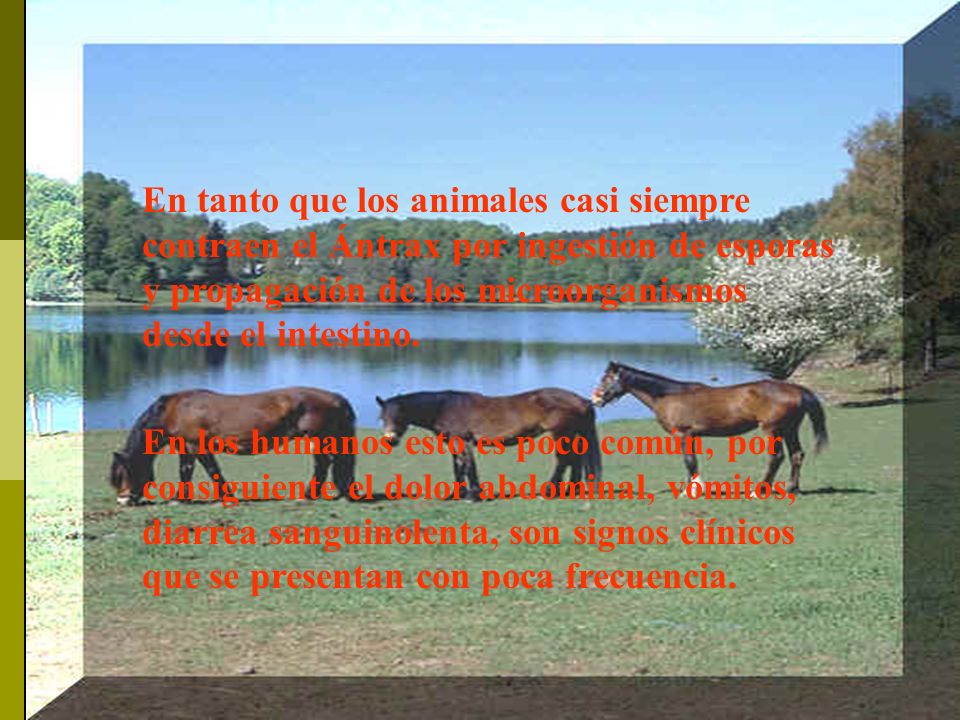 En tanto que los animales casi siempre contraen el Ántrax por ingestión de esporas y propagación de los microorganismos desde el intestino.