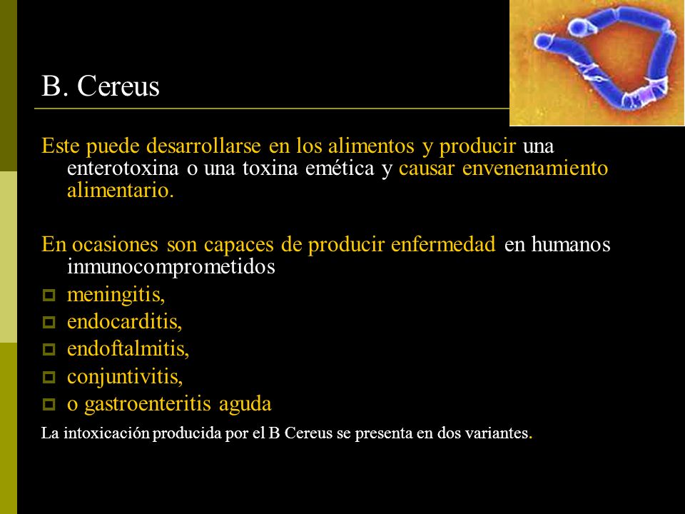 B. Cereus Este puede desarrollarse en los alimentos y producir una enterotoxina o una toxina emética y causar envenenamiento alimentario.
