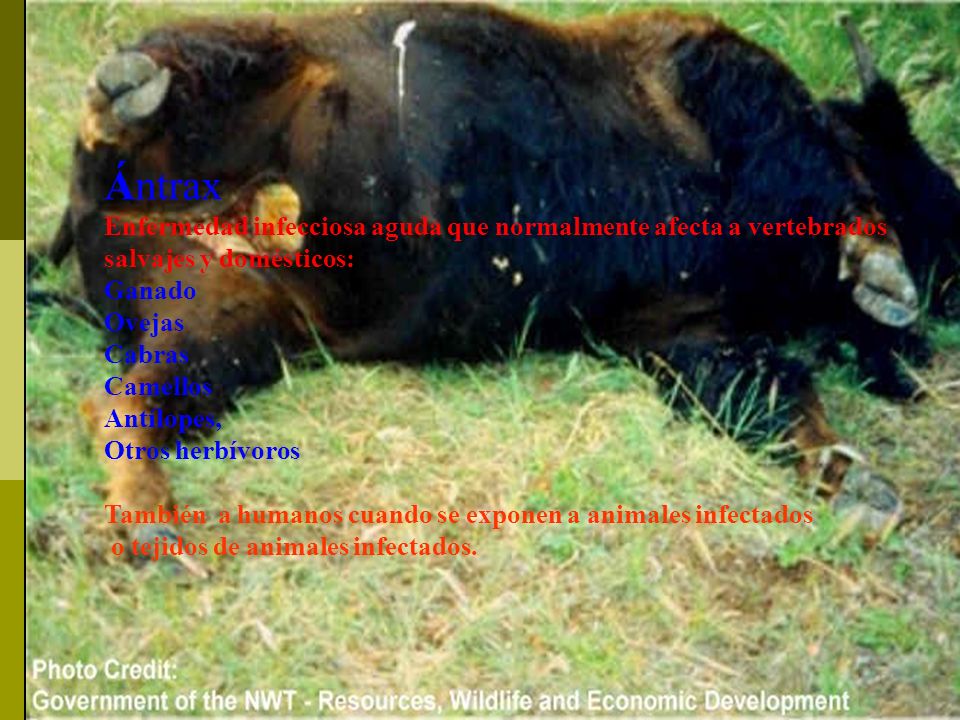 Ántrax Enfermedad infecciosa aguda que normalmente afecta a vertebrados salvajes y domésticos: Ganado.