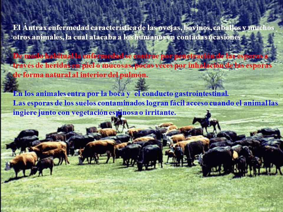 En los animales entra por la boca y el conducto gastrointestinal.