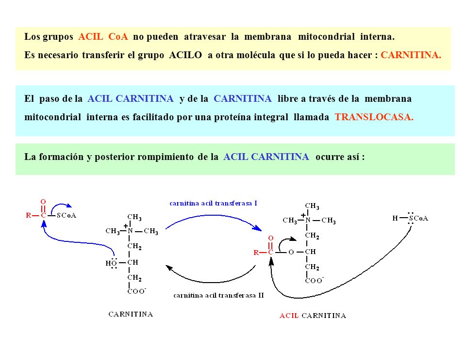Los grupos ACIL CoA no pueden atravesar la membrana mitocondrial interna.