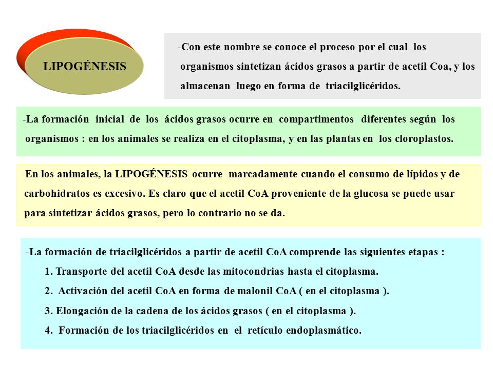 LIPOGÉNESIS -Con este nombre se conoce el proceso por el cual los