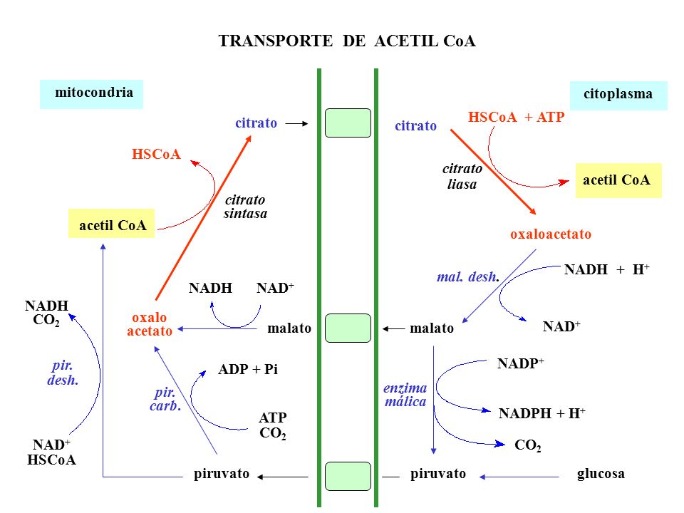 TRANSPORTE DE ACETIL CoA