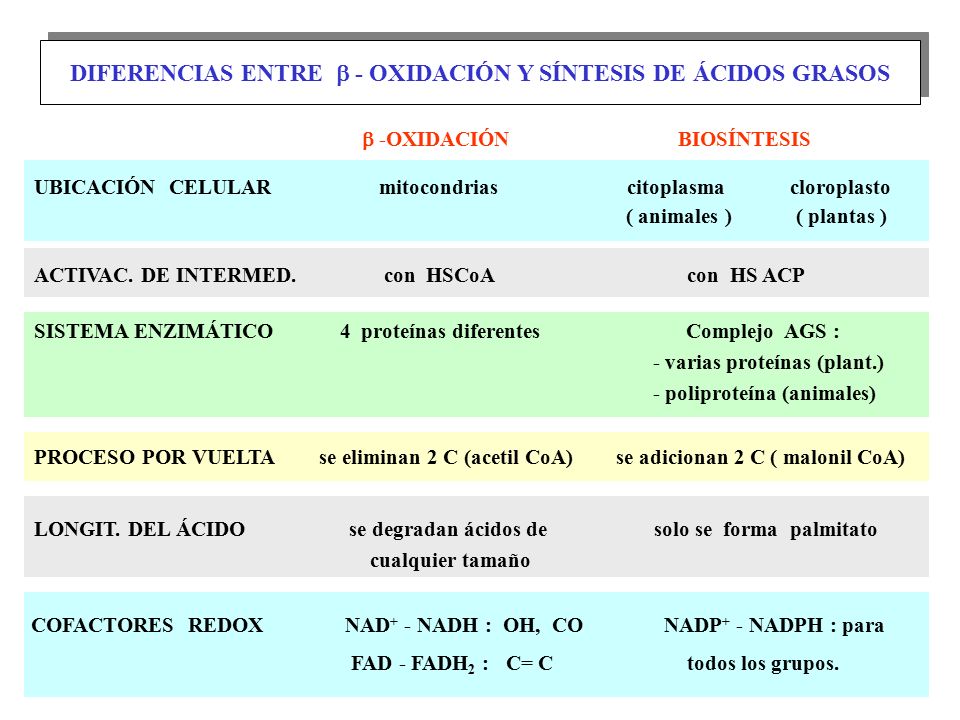 DIFERENCIAS ENTRE  - OXIDACIÓN Y SÍNTESIS DE ÁCIDOS GRASOS