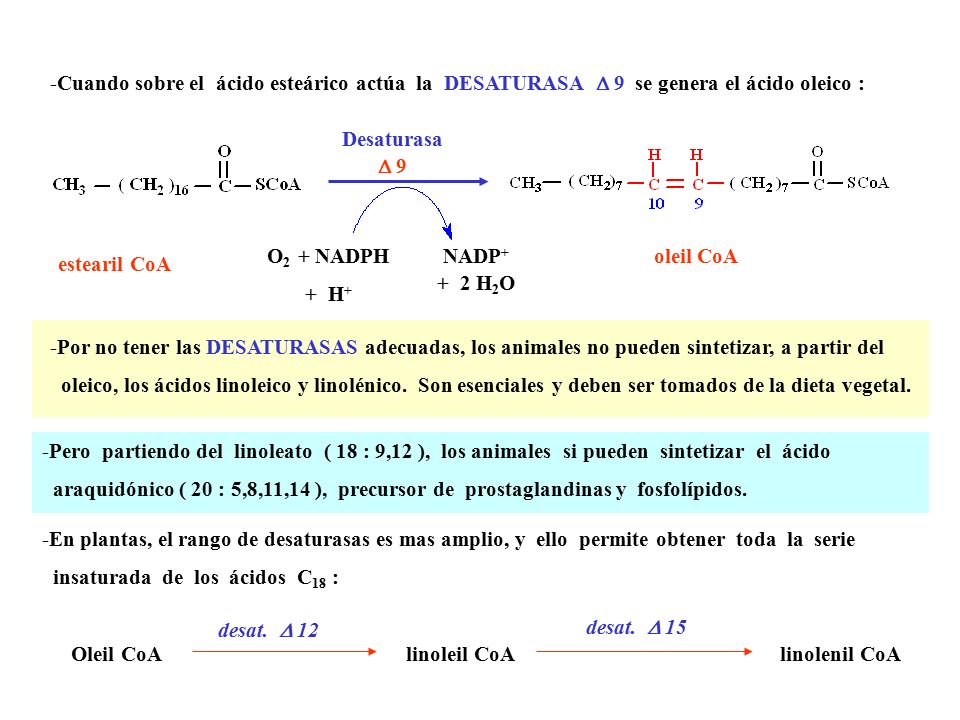 -Cuando sobre el ácido esteárico actúa la DESATURASA  9 se genera el ácido oleico :
