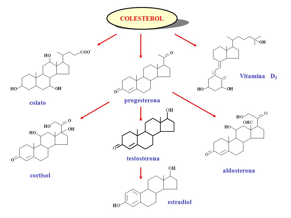 testosterona COLESTEROL colato progesterona estradiol aldosterona Vitamina D3 cortisol