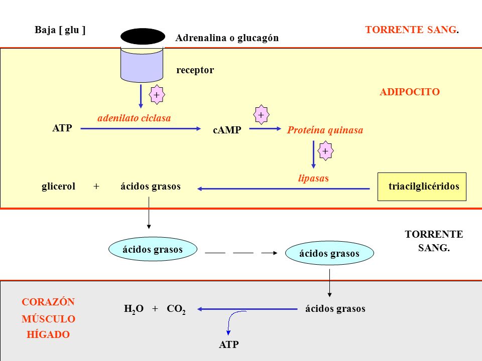 ácidos grasos TORRENTE. SANG. H2O + CO2. ATP. CORAZÓN. MÚSCULO. HÍGADO. Adrenalina o glucagón.