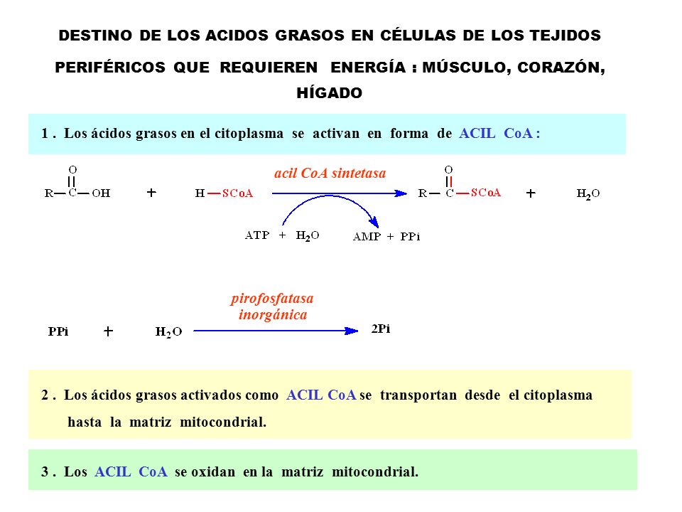 DESTINO DE LOS ACIDOS GRASOS EN CÉLULAS DE LOS TEJIDOS