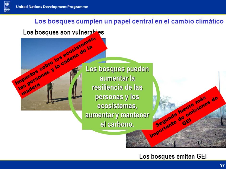 Los bosques cumplen un papel central en el cambio climático