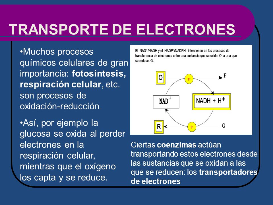 TRANSPORTE DE ELECTRONES