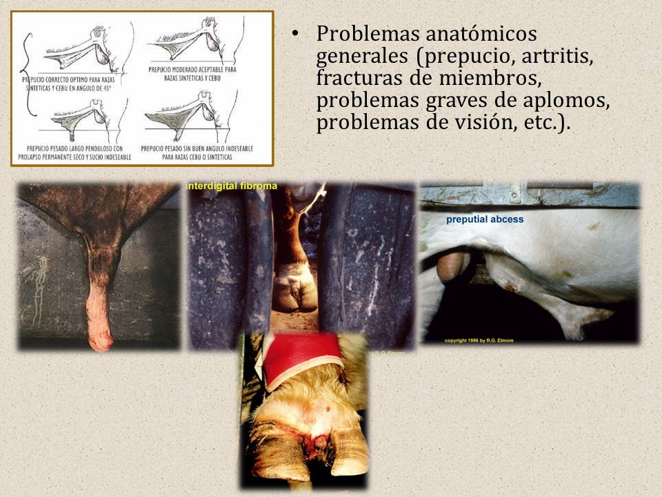 Problemas anatómicos generales (prepucio, artritis, fracturas de miembros, problemas graves de aplomos, problemas de visión, etc.).