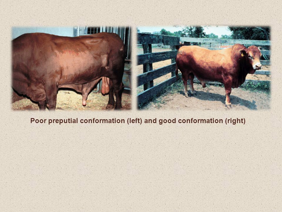 Poor preputial conformation (left) and good conformation (right)