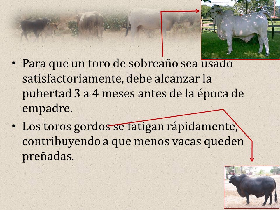 Para que un toro de sobreaño sea usado satisfactoriamente, debe alcanzar la pubertad 3 a 4 meses antes de la época de empadre.