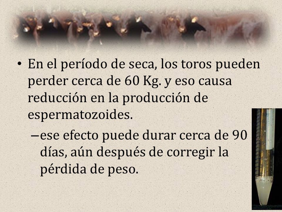 En el período de seca, los toros pueden perder cerca de 60 Kg