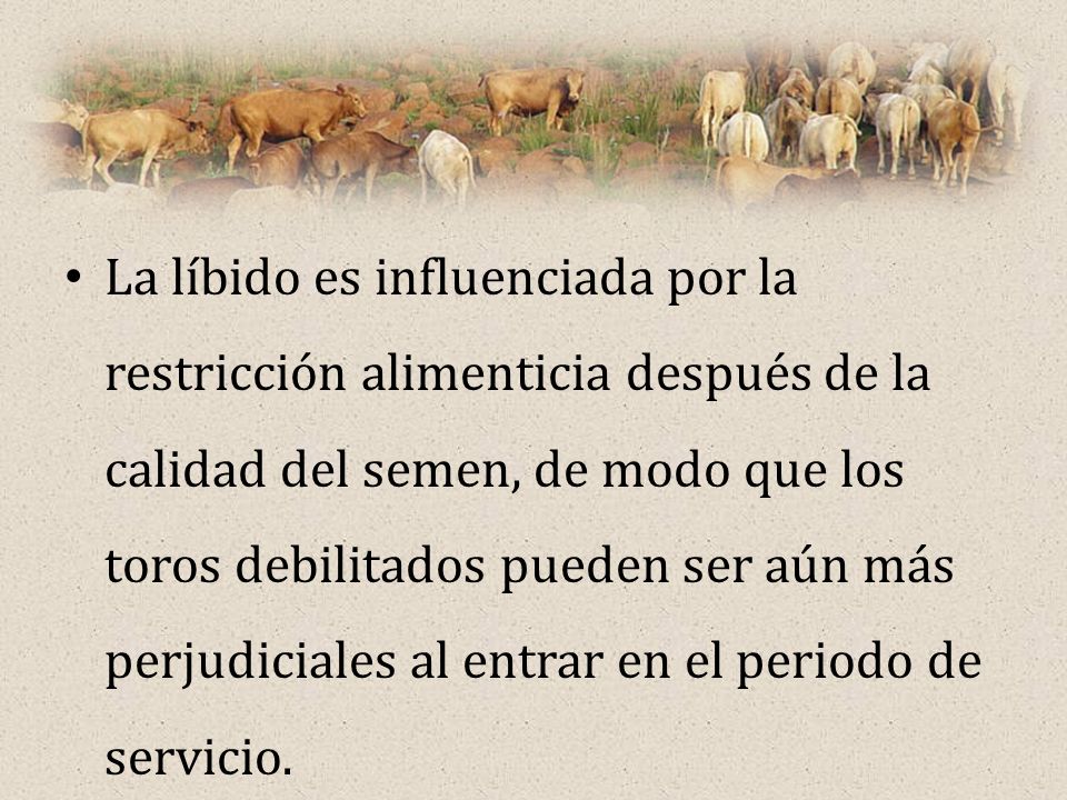 La líbido es influenciada por la restricción alimenticia después de la calidad del semen, de modo que los toros debilitados pueden ser aún más perjudiciales al entrar en el periodo de servicio.