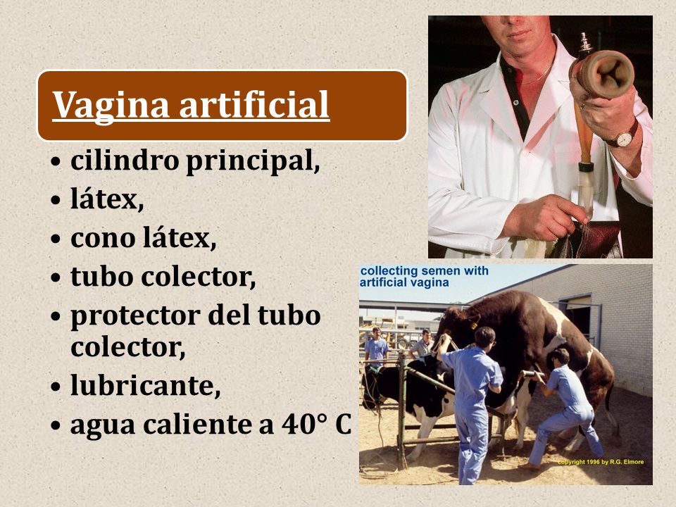 Vagina artificial cilindro principal, látex, cono látex, tubo colector, protector del tubo colector,