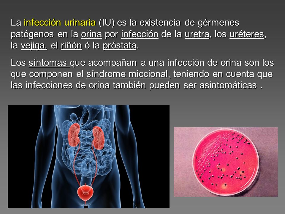La infección urinaria (IU) es la existencia de gérmenes patógenos en la orina por infección de la uretra, los uréteres, la vejiga, el riñón ó la próstata.