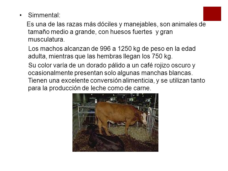 Simmental: Es una de las razas más dóciles y manejables, son animales de tamaño medio a grande, con huesos fuertes y gran musculatura.