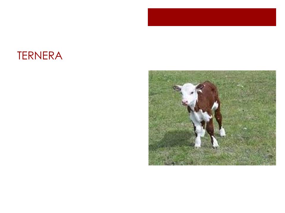 TERNERA