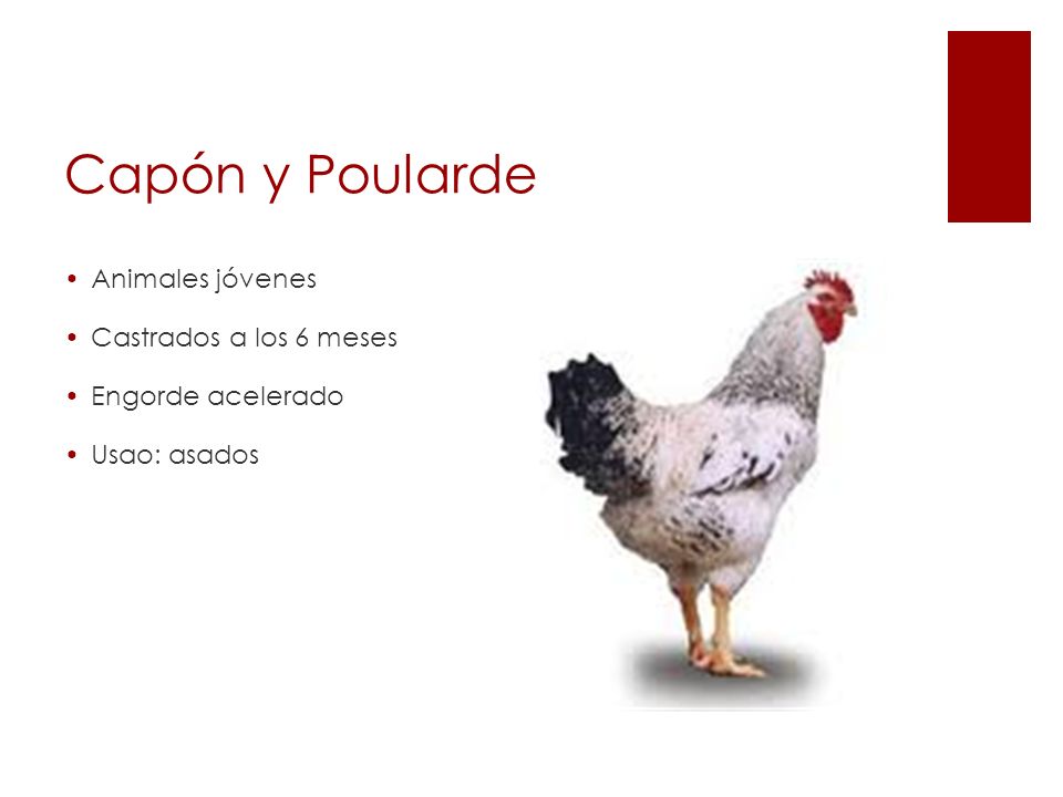 Capón y Poularde Animales jóvenes Castrados a los 6 meses