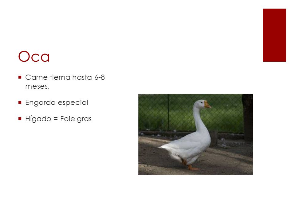 Oca Carne tierna hasta 6-8 meses. Engorda especial Hígado = Foie gras