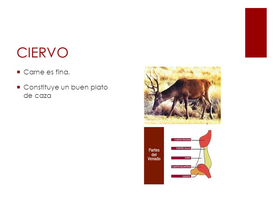 CIERVO Carne es fina. Constituye un buen plato de caza