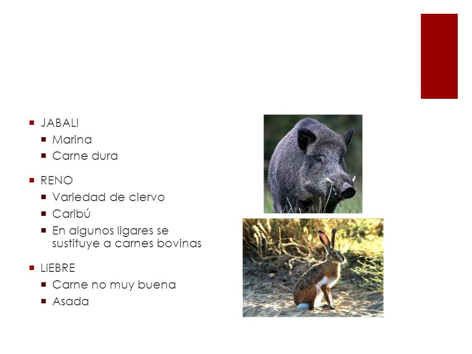 JABALI Marina. Carne dura. RENO. Variedad de ciervo. Caribú. En algunos ligares se sustituye a carnes bovinas.