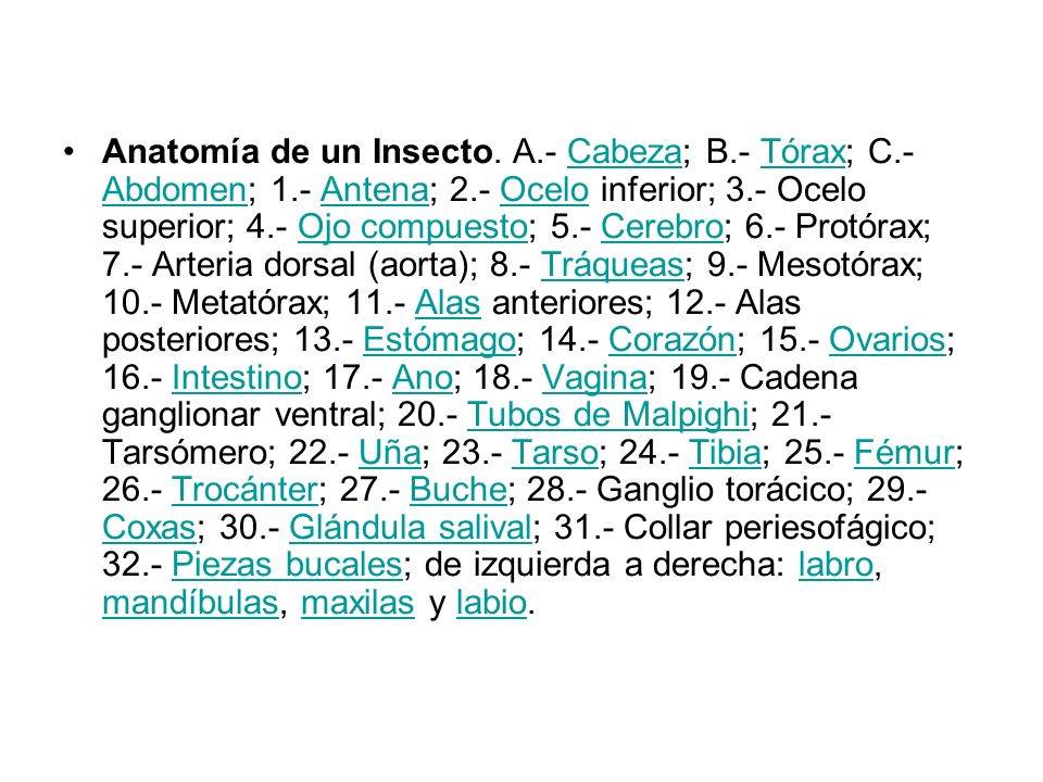 Anatomía de un Insecto. A. - Cabeza; B. - Tórax; C. - Abdomen; 1