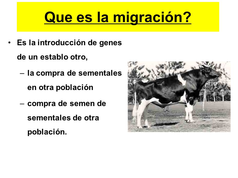Que es la migración Es la introducción de genes de un establo otro,
