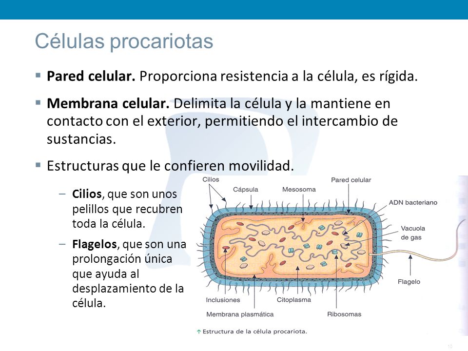 Células procariotas Pared celular. Proporciona resistencia a la célula, es rígida.